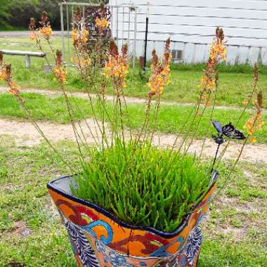 Bulbine frutescens