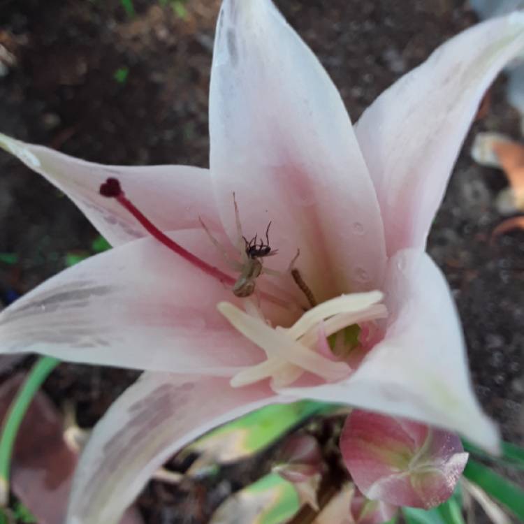 Plant image Crinum