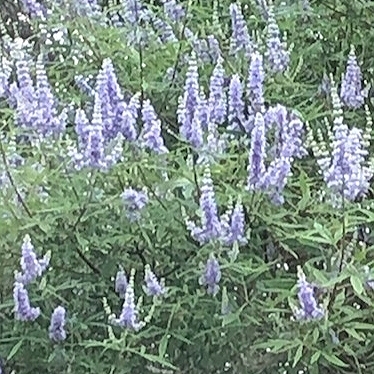 Vitex agnus-castus