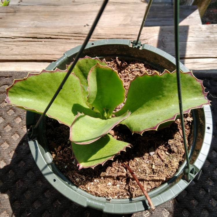 Plant image Kalanchoe Synsepala 'Gremlin'