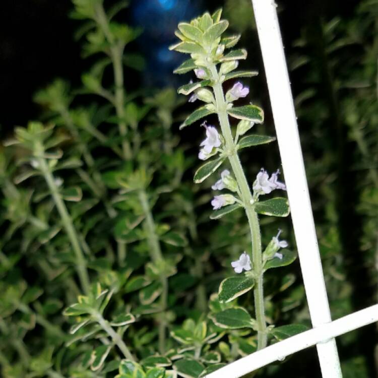 Plant image Thymus Pulegioides 'Kurt'