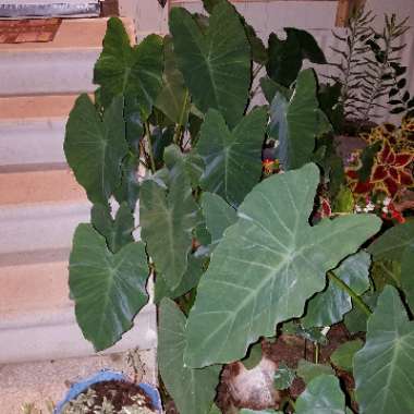 Alocasia