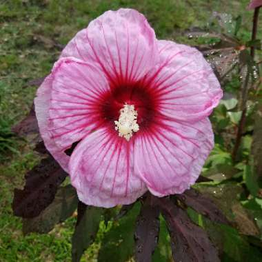 Hibiscus moscheutos 'Kopper King'