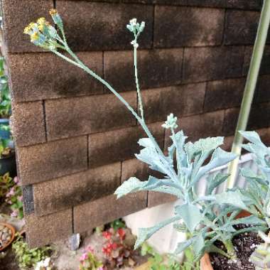 Senecio kleiniiformis