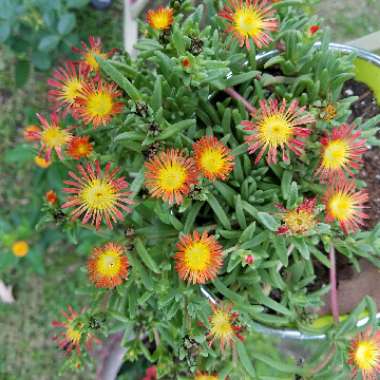 Lampranthus