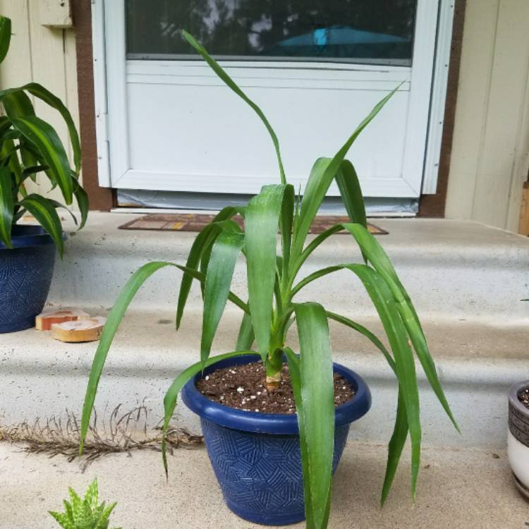 Plant image Yucca gigantea