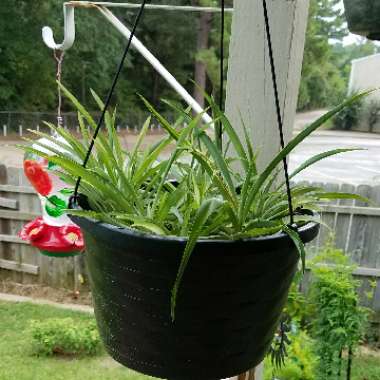 Chlorophytum comosum 'Bonnie'