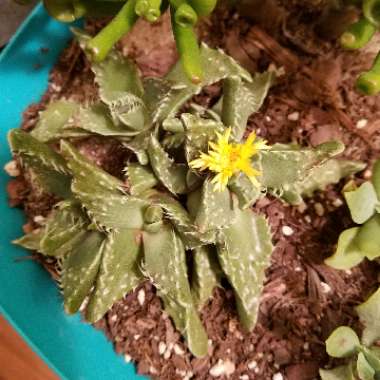 Faucaria tigrina