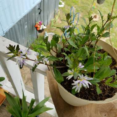 Scaevola aemula