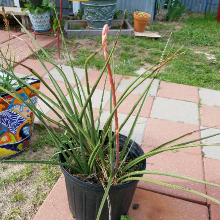 Plant image Hesperaloe Parviflora