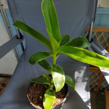 Callisia navicularis syn. Tradescantia navicularis ; Phyodina navicularis