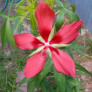 Hibiscus coccineus