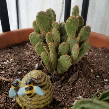 Opuntia rufida minima 'Monstrose'