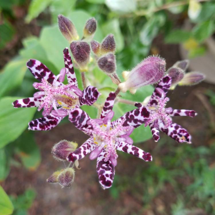 Plant image Tricyrtis formosana 'Dark Beauty'