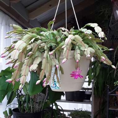 Schlumbergera truncata