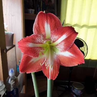 Hippeastrum