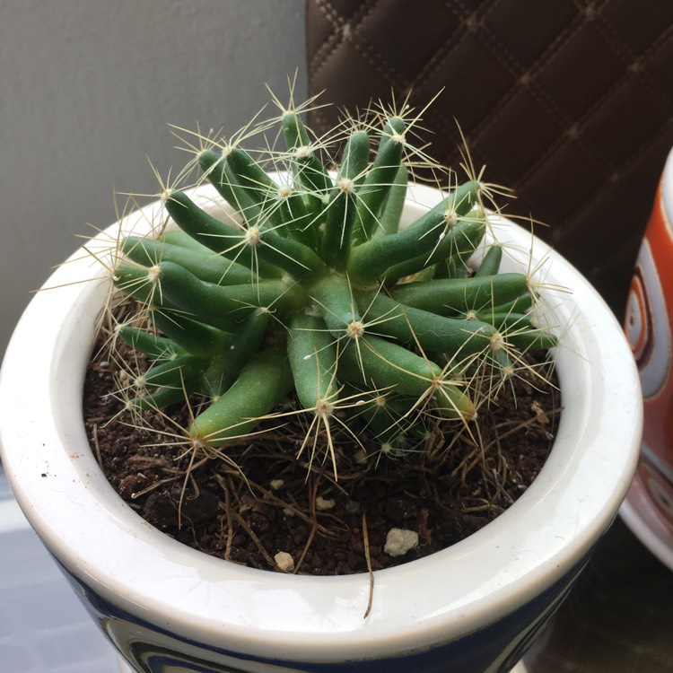 Plant image Mammillaria longimamma