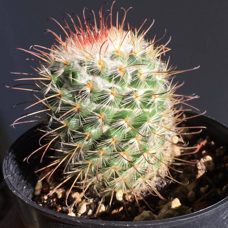 Plant image Mammillaria bombycina