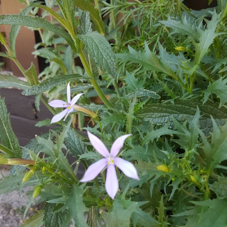 Plant image Lobelia pendunculata syn. Isotoma fluviatilis, Laurentia fluviatilis, Lobelia fluviatilis, Pratia puberula