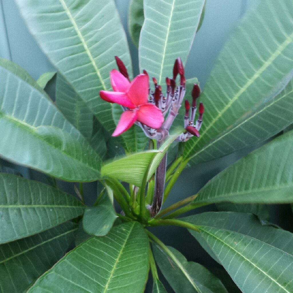 Black Red Frangipani