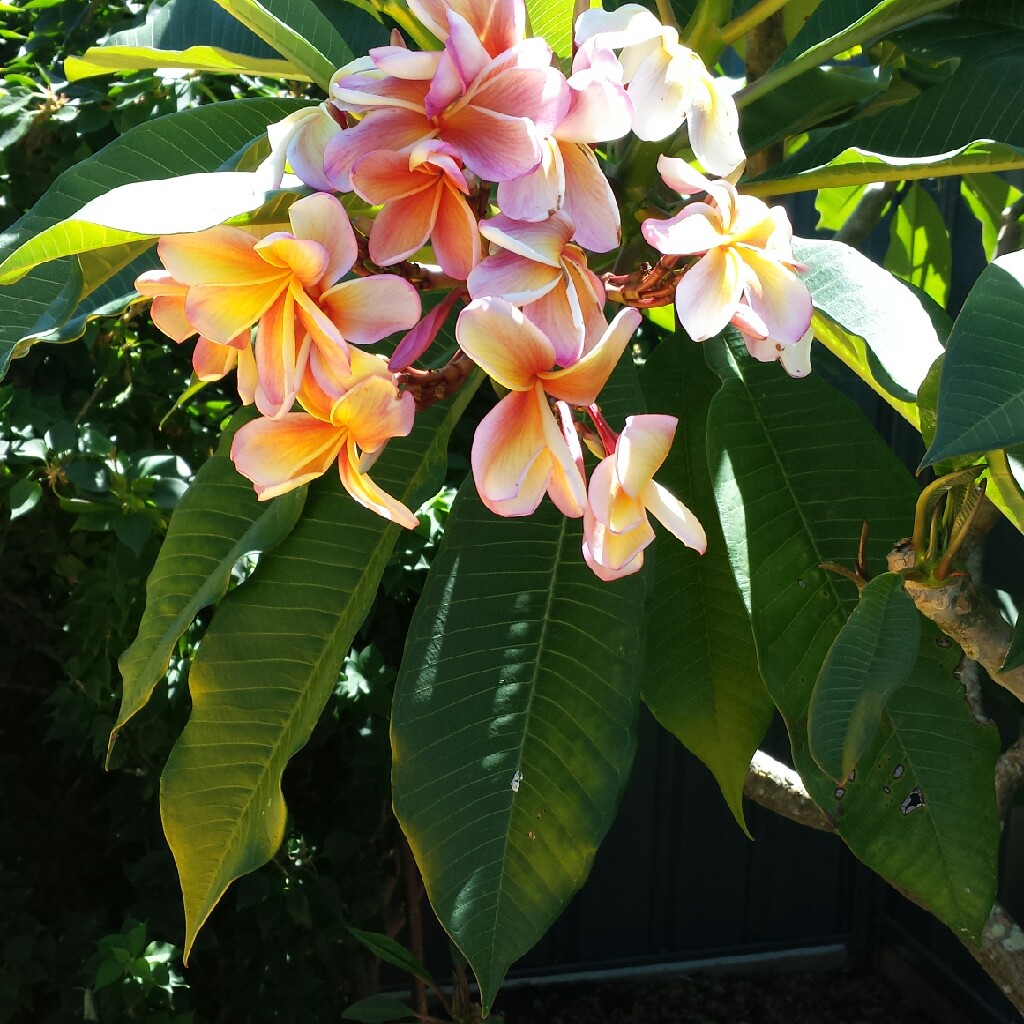 Frangipani