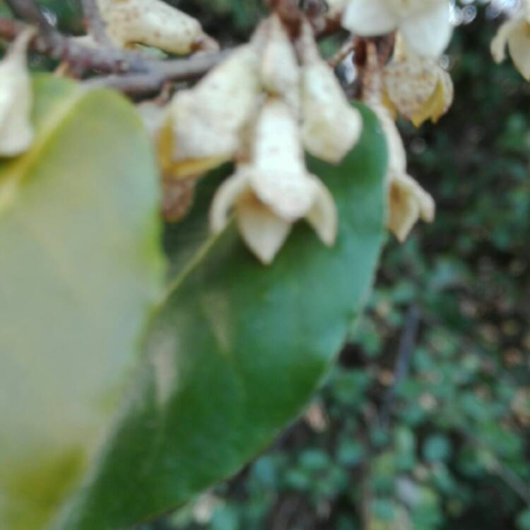 Plant image Elaeagnus x submacrophylla  syn. Elaeagnus x ebbingei