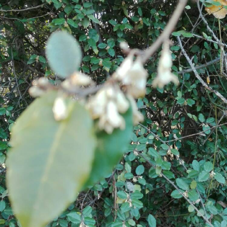 Plant image Elaeagnus x submacrophylla  syn. Elaeagnus x ebbingei