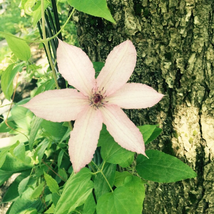 Plant image Clematis 'Jean Paul ii'