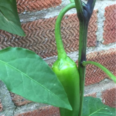 Chilli Pepper 'Thai Hot'