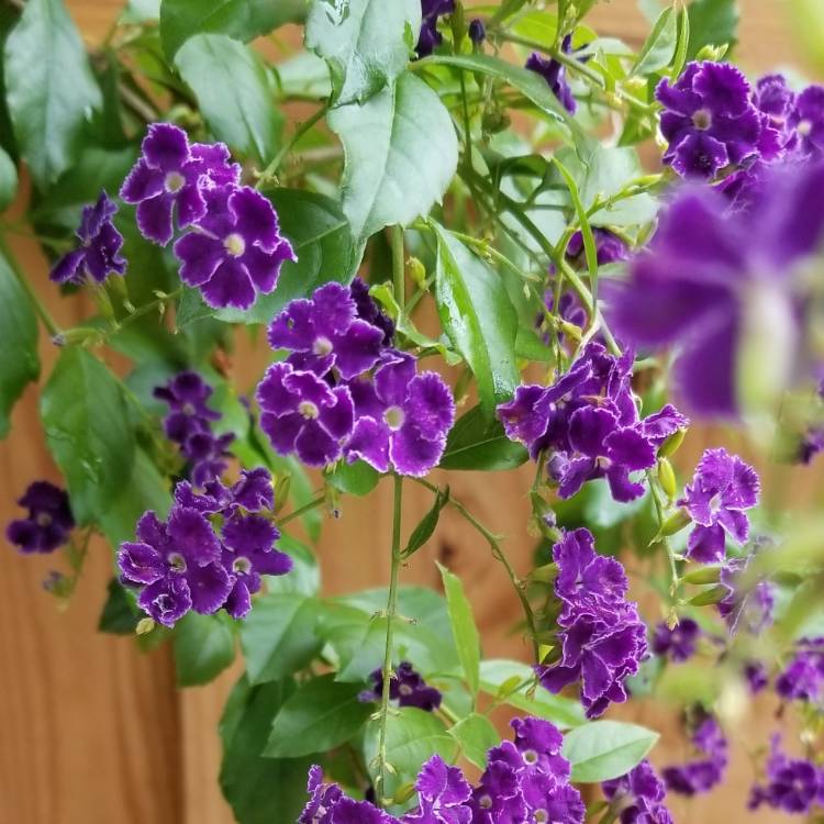 Plant image Duranta