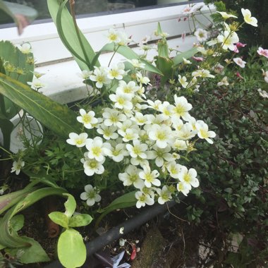 Saxifrage 'Alpino Early Lime'