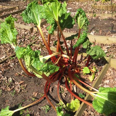 Rhubarb