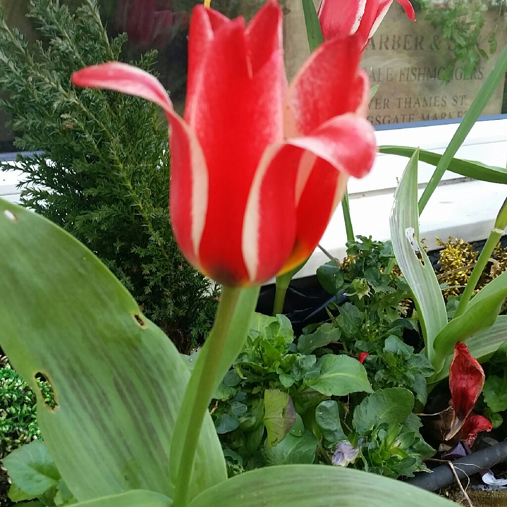 Plant image Tulipa 'Apricot Beauty'