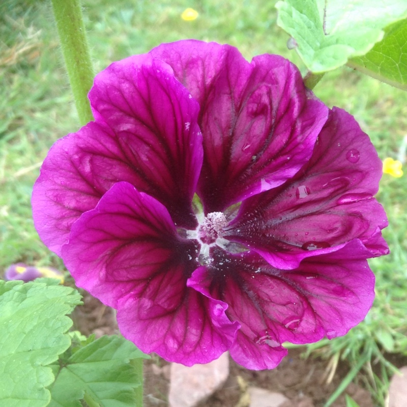 Plant image Malva sylvestris