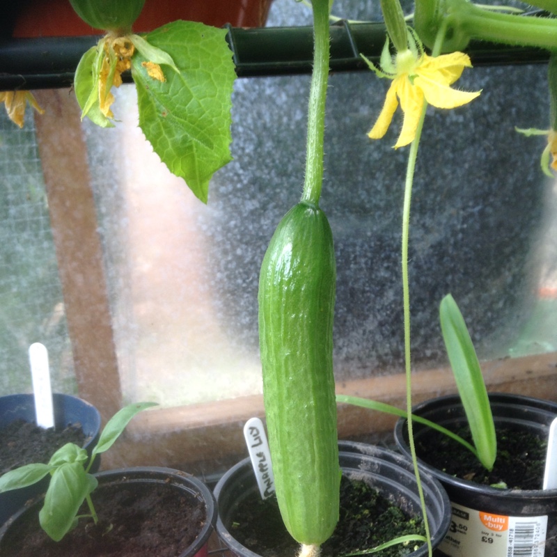 Plant image Cucumis Sativus 'Socrates' F1