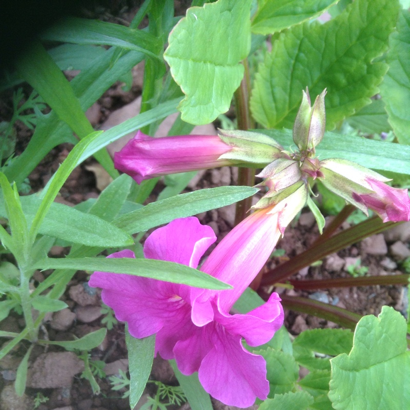 Plant image Incarvillea Delavayi