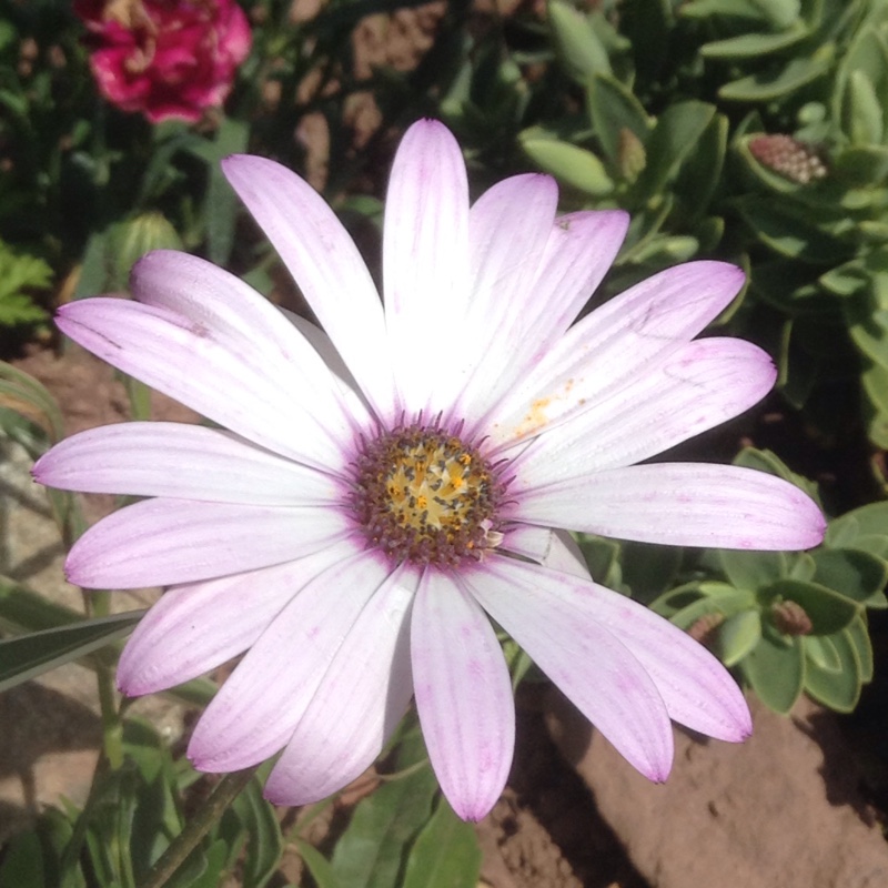 Osteospermum