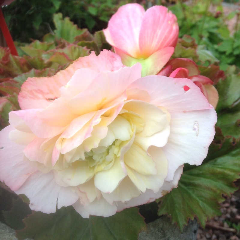 Plant image Begonia 'Fragrant Falls Lemon'