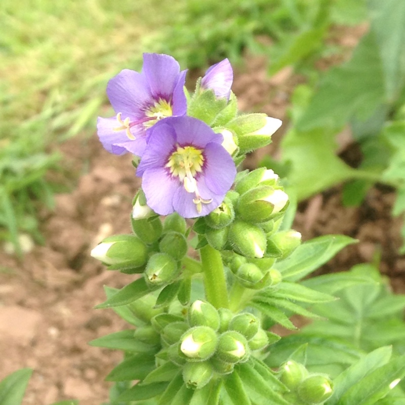 Plant image Polemonium caeruleum 'Bambino Blue'