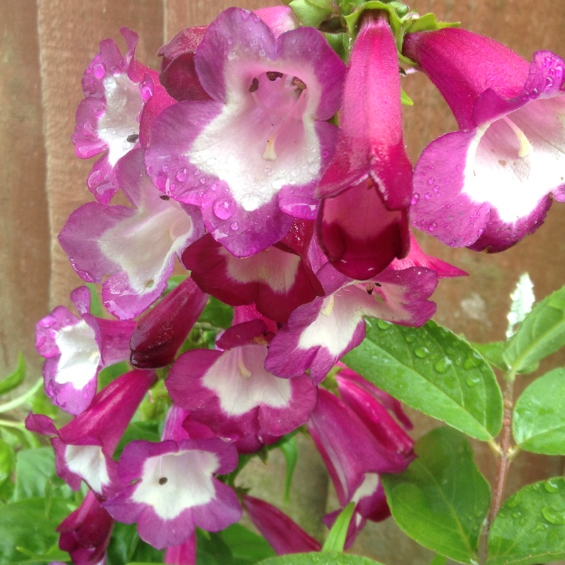 Plant image Penstemon 'Phoenix Rose'