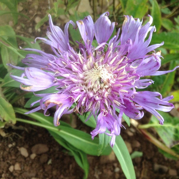 Plant image Stokesia 'Peachie's Pick'