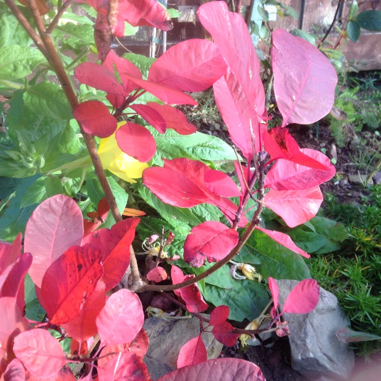 Plant image Cotinus 'Grace'