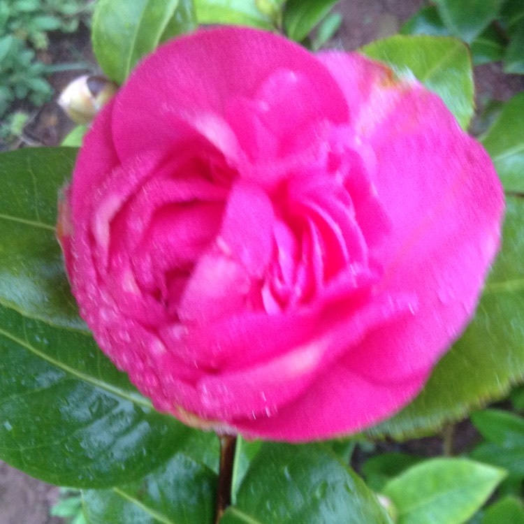 Plant image Camellia x williamsii 'Debbie'