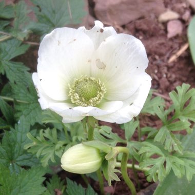 Anemone coronaria de caen 'The Bride'