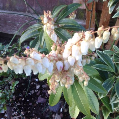 Pieris 'Flaming Silver'