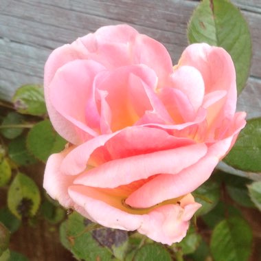 Rose 'Evening Light'