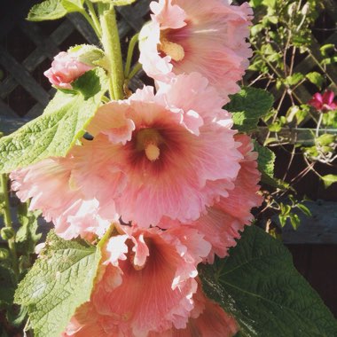 Hollyhock