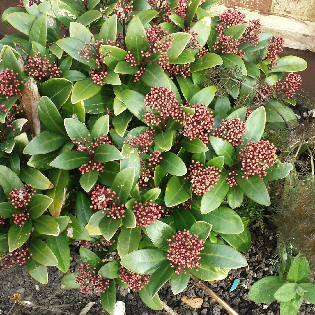 Japanese Skimmia