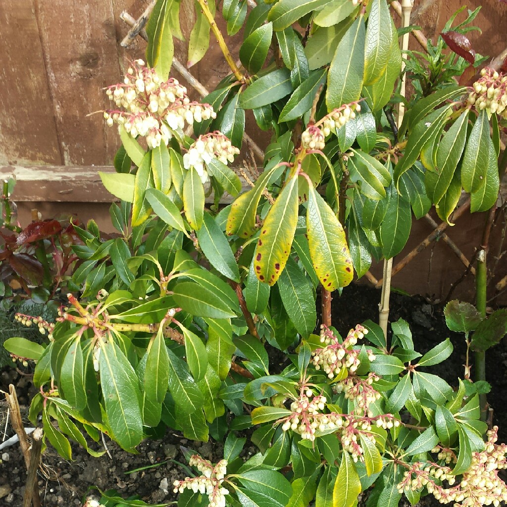 Pieris 'Forest Flame'