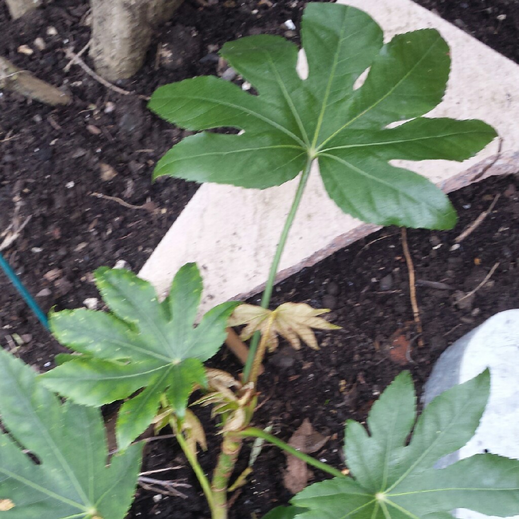 Japanese Aralia